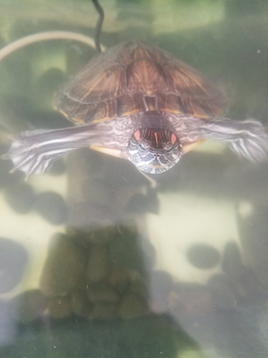 LockjawTerror's tweet photo. Feeling good on a Sunday after some tank cleaning. Even though I was deeply offended when the giant flipped my cave over. https://t.co/hLVEwlbaJV
