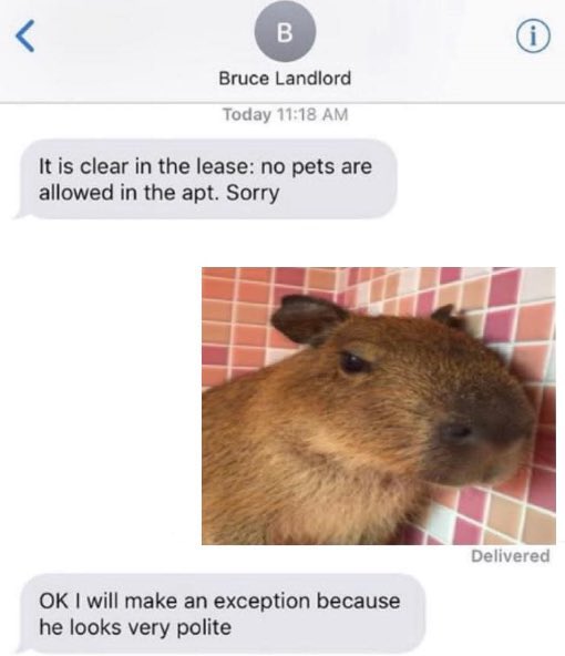 CAPYBARA_MAN's tweet photo. https://t.co/2eigCj8hcA