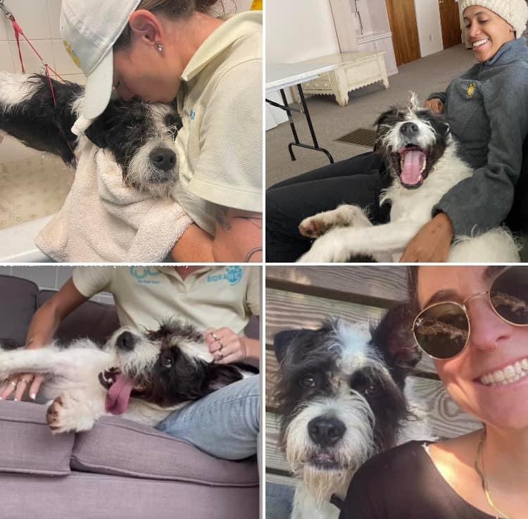 Please RT! Diego is experiencing “shelter breakdown” as a result of spending too much time in a kennel. He shows terribly in the shelter because he’s afraid of strangers but  he just needs someone who can be patient with him &amp; help him be the dog he truly is. Inquire today.