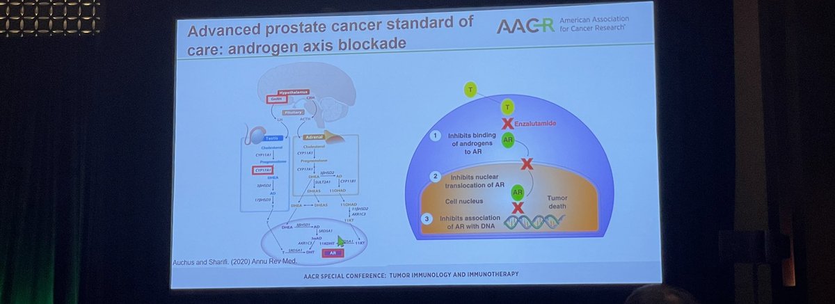 LingointheLab's tweet photo. Incredible talk from @Moran_Lab on the role of the androgen receptor in prostate cancer and the efficacy of immunotherapy 🤯 https://t.co/hEFLbdL1TZ
