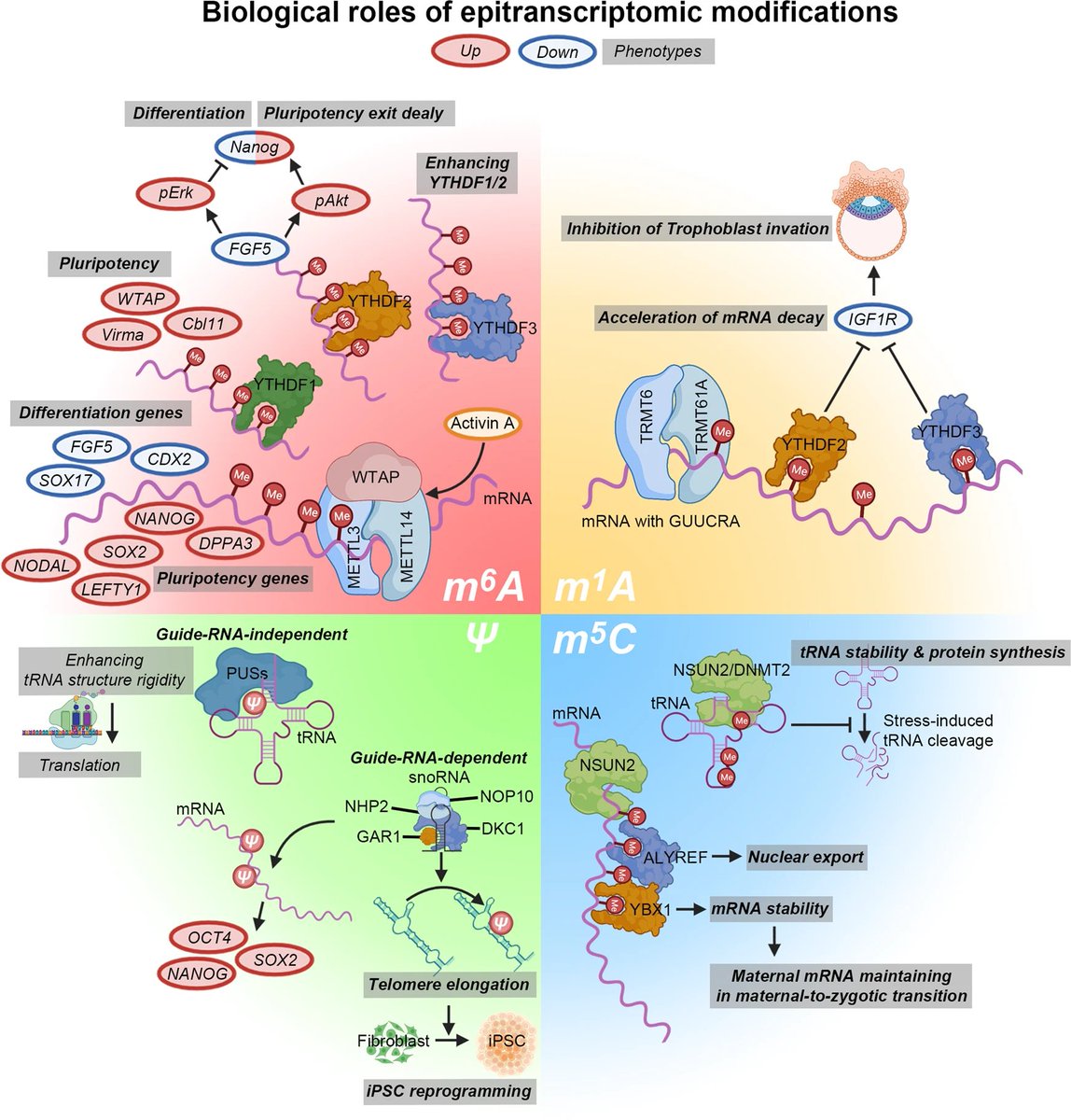 ESC_iPSC_News's tweet photo. Sunday review time! 🕘
This recent article in the Experimental & Molecular Medicine journal (@NaturePortfolio) highlights new insights into the #epitranscriptomic control of #PluripotentStemCell fate.
Available #OpenAccess 🔓
✔️ https://t.co/DKubNl1Yn0 https://t.co/b3PEqoWyhs