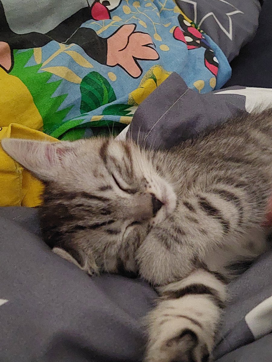 KaterinaEster's tweet photo. Máme Cipíska! Je naprosto úžasný, vylezl z přepravky, prozkoumal byt a zvolil postel. Diky moc! #cipes https://t.co/5HdLeVFIL1