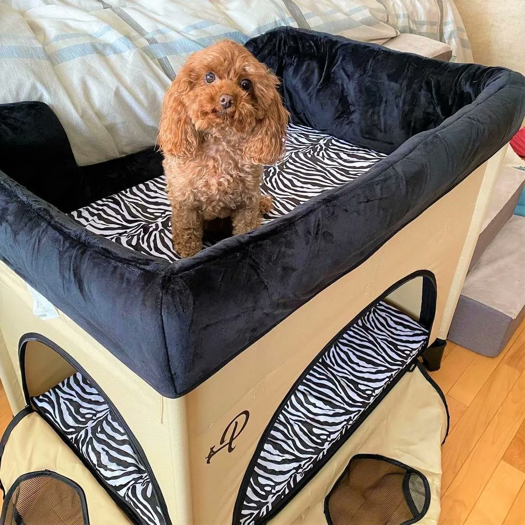 petiquepets's tweet photo. This cutie pie is doing some Sunday Recovery in Petique's Bedside Lounge Pet Bed in style "Zebra Vibes"๐ฆ๐
#dogbed #sleepingdog #cozypup #bedsidelounge #dogbunkbed #softdogbeds #comfydogbeds #petique #petiquepets #petlovers #doglovers #dog #dogs #dogoftheday #cutedogs #cutepup https://t.co/bXjtcJKK6X