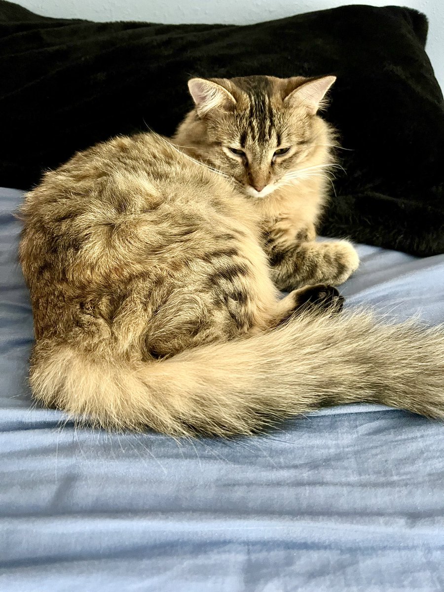 MissMabelMeows's tweet photo. Sundays are for sleeping 🐱 #CatsofTwittter https://t.co/wRqnT4Yauo