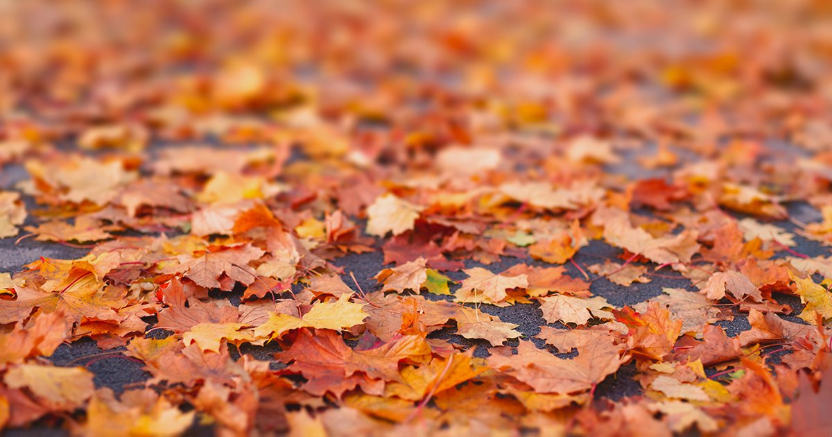 AAAClubAlliance's tweet photo. Be careful…did you know that the leaves falling this fall can create slippery roads?! YIKES! Try to avoid tree leaves that have fallen onto the road which can cause unsafe driving conditions due to their waxy surfaces. #Drivertraining #Driversafety https://t.co/LlXFrXZqX1