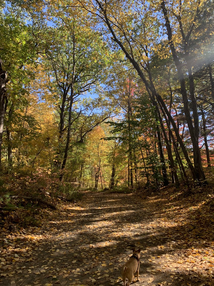 fxwright's tweet photo. ⁩#middlesexfells ⁦⁦@LanesTree⁩ https://t.co/LS67MAkohH