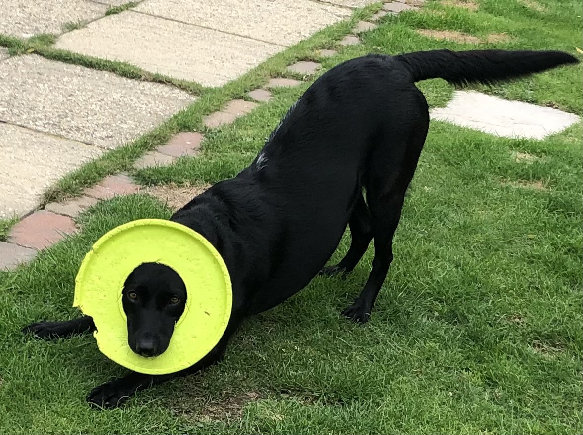 IzzyBlackLab16's tweet photo. Not sure I caught this right #dogsoftwitter #blacklabs #blacklabradorgirl #labradorgames https://t.co/I5naIIx91T