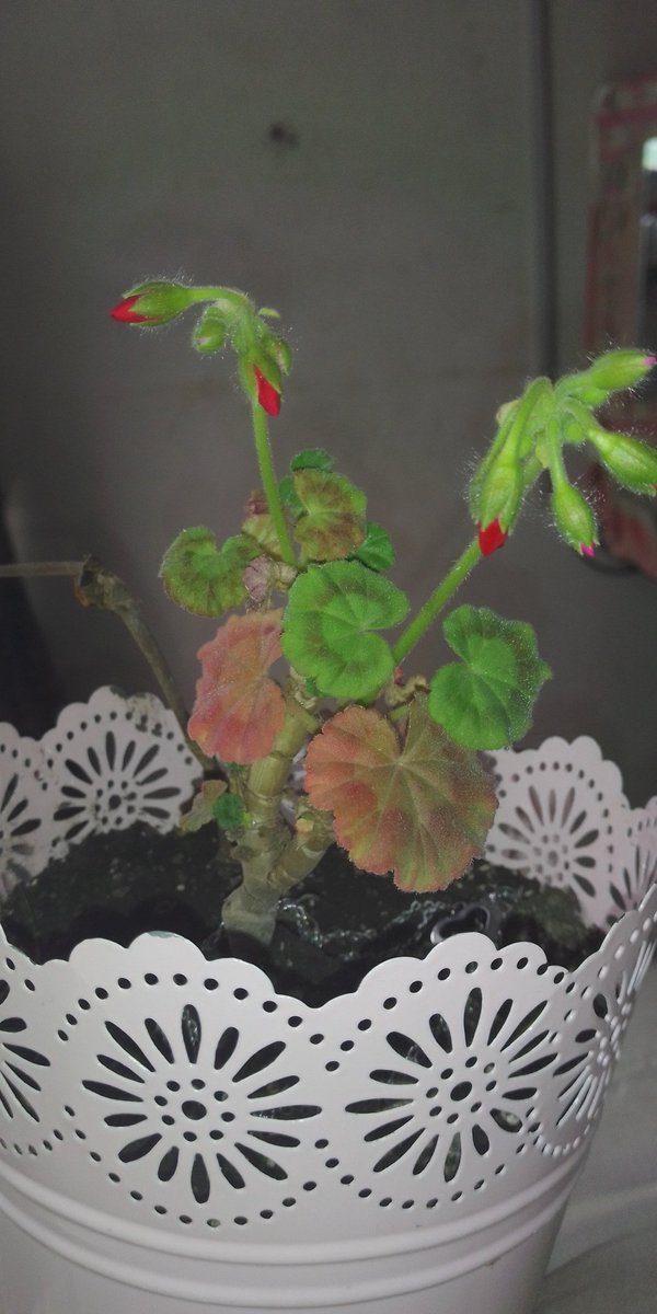 El 10 d octubre subí una foto de como estaba preciosa mi planta y q nadie confiaba en q iba a seguir creciendo y sacando sus frutosss💞  hoy 23 de octubre voy a subir una foto de lo hermosa q está ahora 😎💅💅