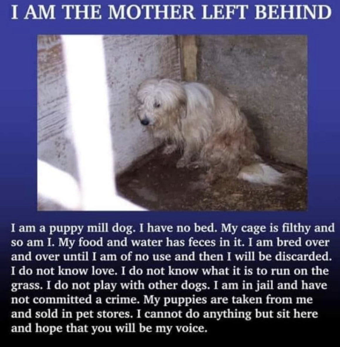 STOP ANIMAL CRUELTY (@therealtorinyc) on Twitter photo 