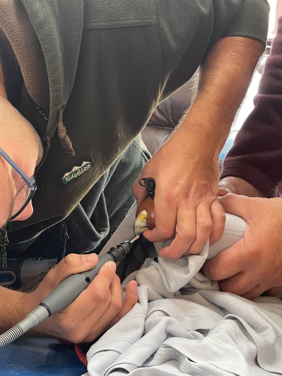 #veterinary checkup for our #Hawks to ensue they are in tip top condition to conduct #BirdControl duties