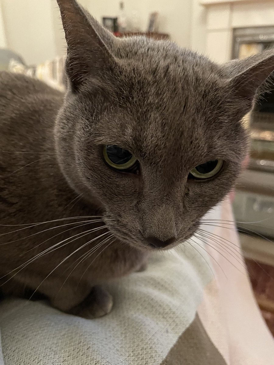 miconm's tweet photo. Nancy is discombobulated by the thunderstorm ⛈ #nancycat #greycat #greyisthenewblack https://t.co/0Q7ZHfuCY2