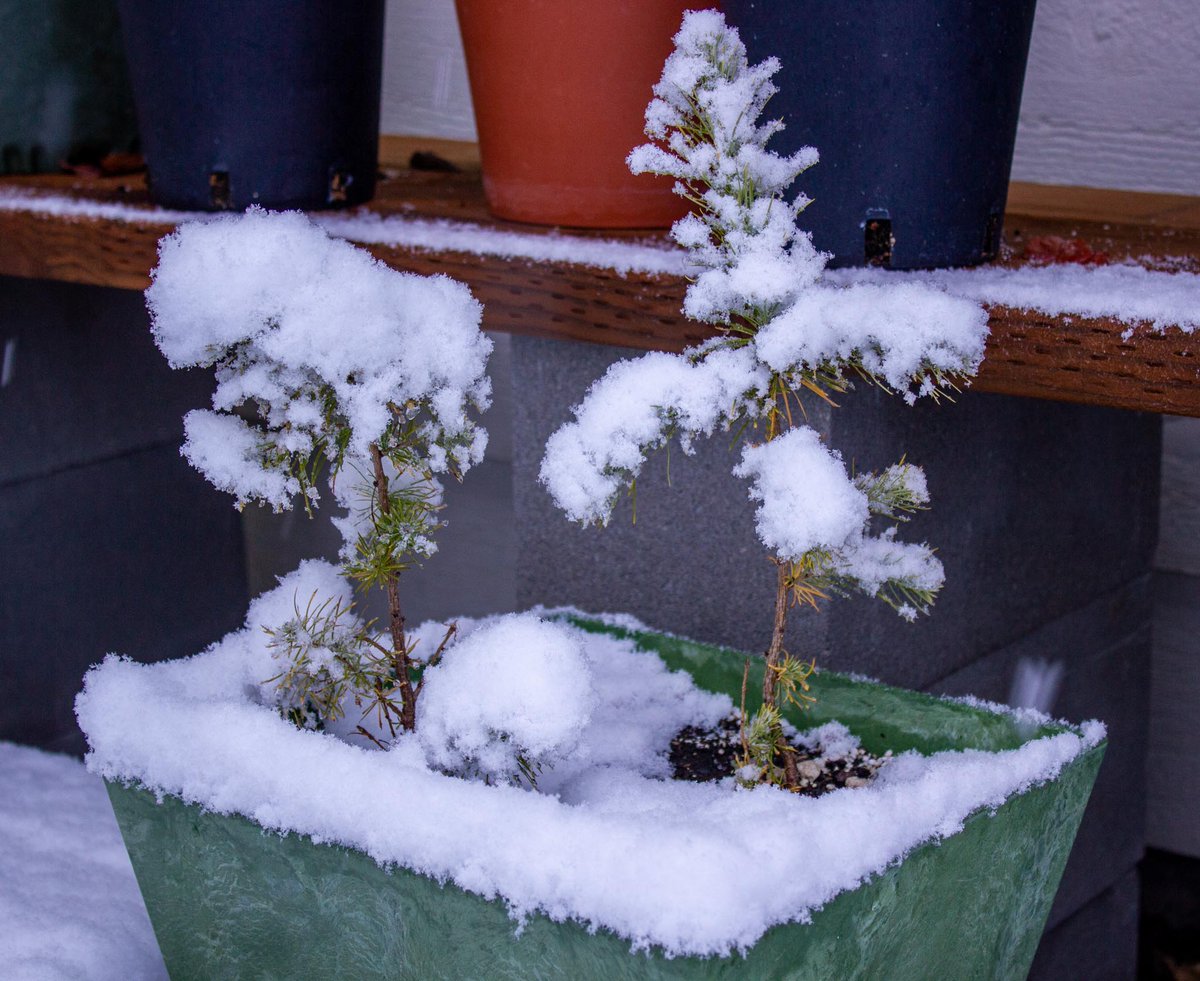 Woke up to our first snow this morning! It is rarely this late in the year. The pre-bonsai larches are enjoying the moisture.