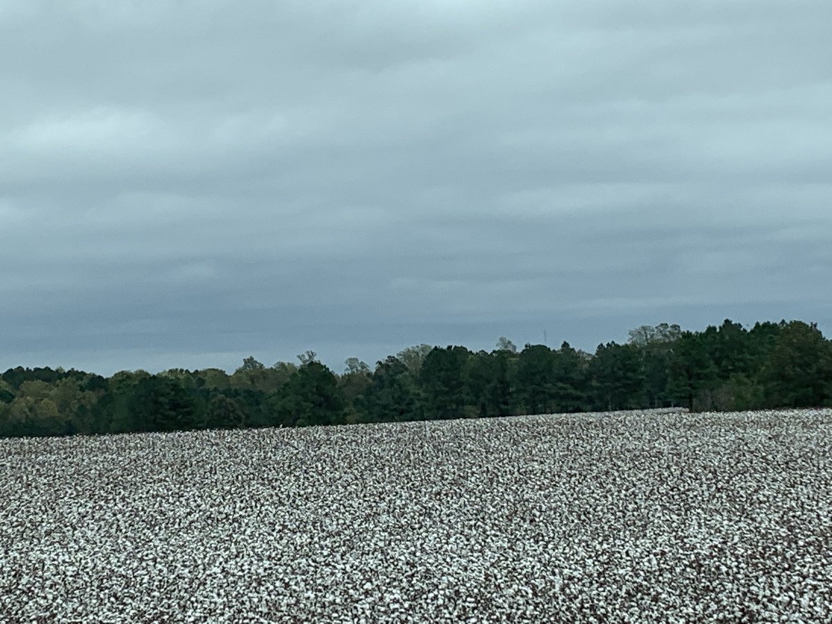 The snow of the south…cotton! #Farmers