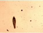 cecarnicom's tweet photo. Protozoa Motility and Mortality
https://t.co/wcRKTsZv3V https://t.co/ofAitVIwFB