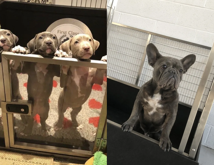 Whelping Boxes! Our Newly Launched Whelping Box will save you time and hassle, providing a safe, clean environment, encouraging puppies to thrive during the formative early weeks of life. - mailchi.mp/3393b32abda4/w…