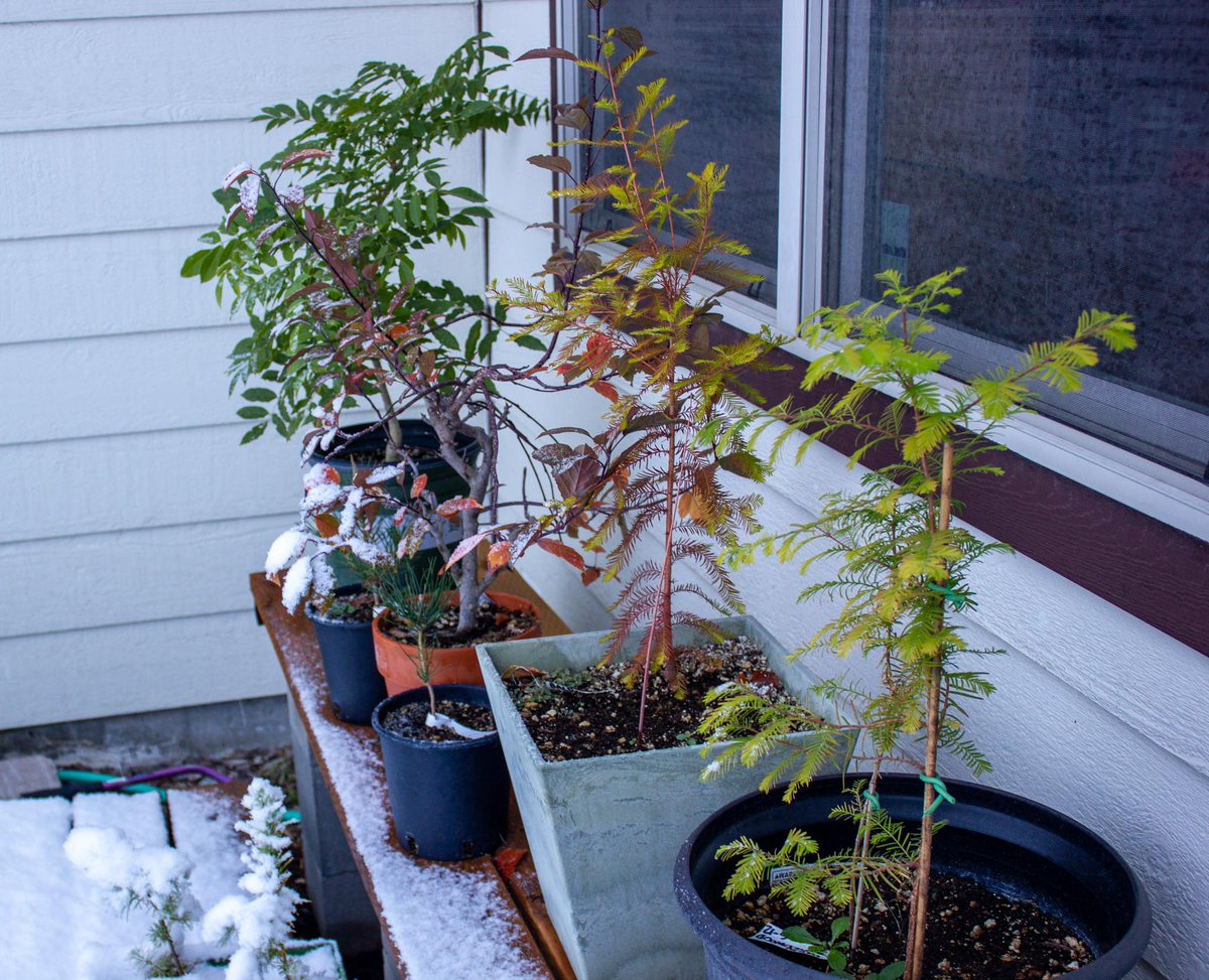 All the pre-bonsai trees have been changing with the colder weather. 
(Front to back: Dawn Redwood, Bald Cypress, Japanese Black Pine (2 small ones in the black pots), Crabapple,  and Wisteria. And larches on the lower shelf)