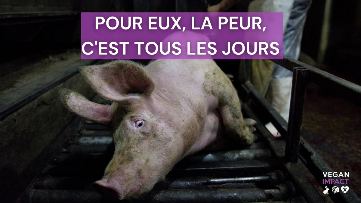 Dans les élevages et les abattoirs, pour les animaux, c'est #Halloween tous les jours...

Si vous n'êtes ni Cruella, ni Jack l'Eventreur, mangez des citrouilles, pas des cochons  : veganimpact.com/guide-vegan