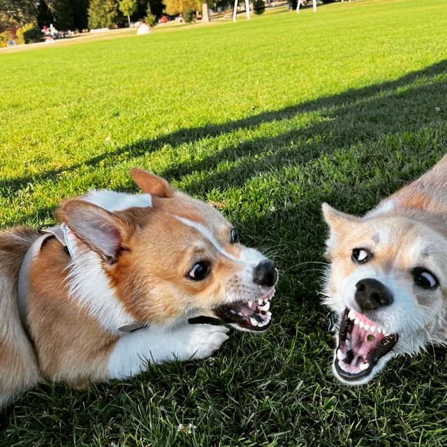 usadoglover1's tweet photo. Just ugly barking here
.
#corgilife #Dog #doglovers #pup #corgis https://t.co/O43ytZvCCM
