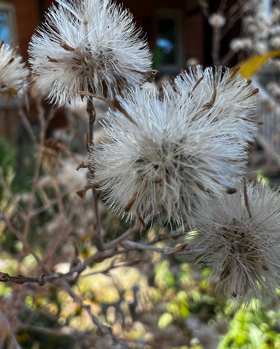 Kirkendall Garden Club tweet media