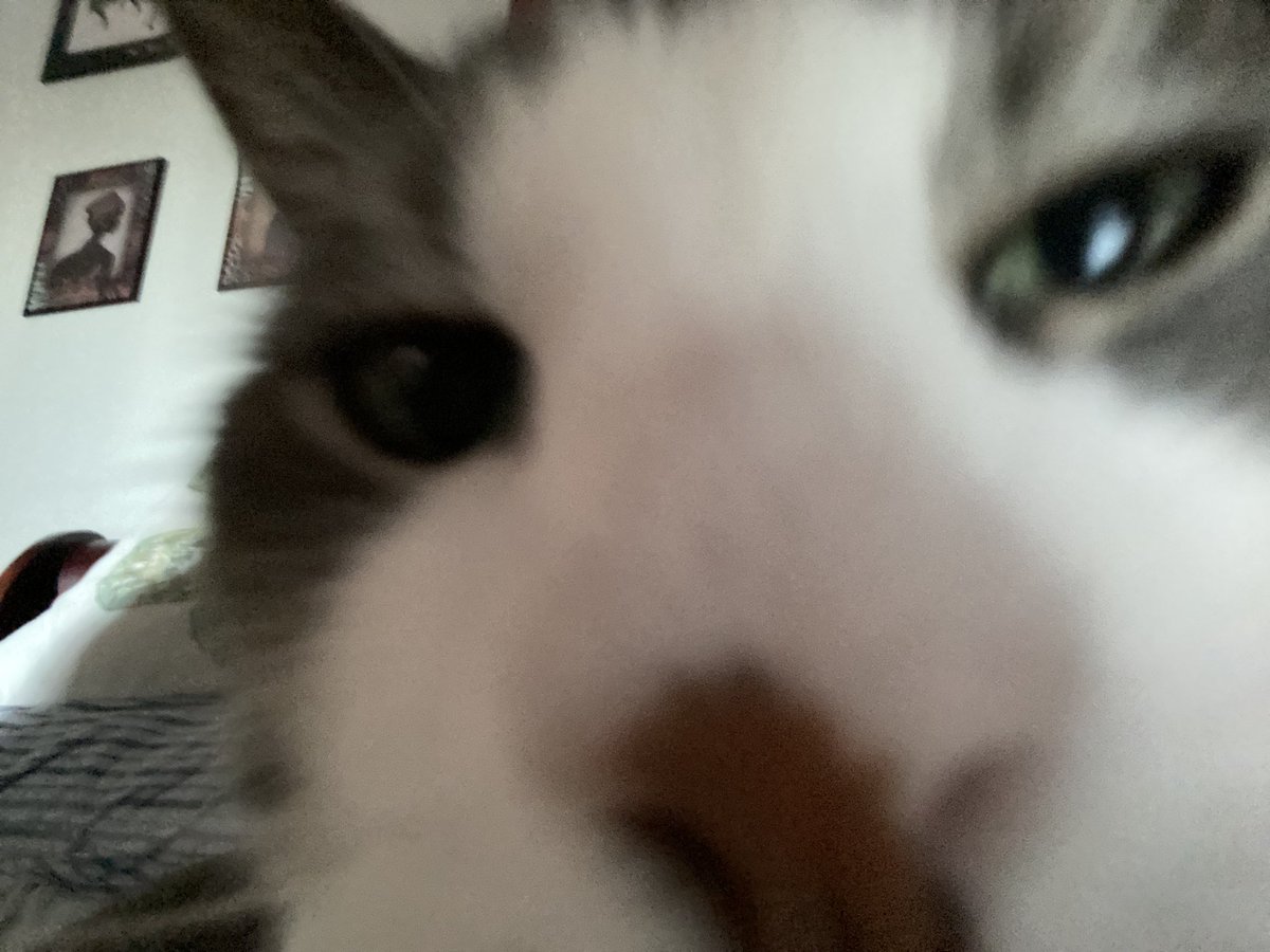 curlyhairben's tweet photo. Is this thing on?
#CatsofTwitter #cat #Roopy https://t.co/PQ3gWxJchT