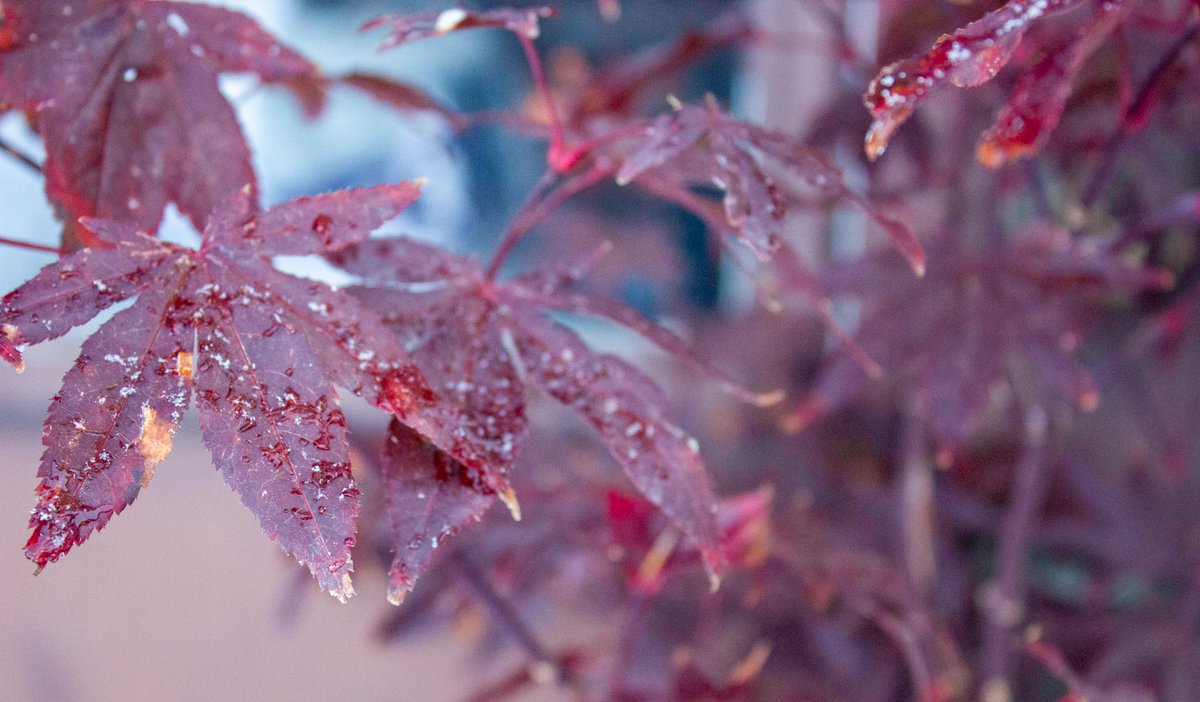 The trees in pots have been changing colors with the cooler weather and shorter days. The first year I've had some of these trees and I wasn't sure what to expect!