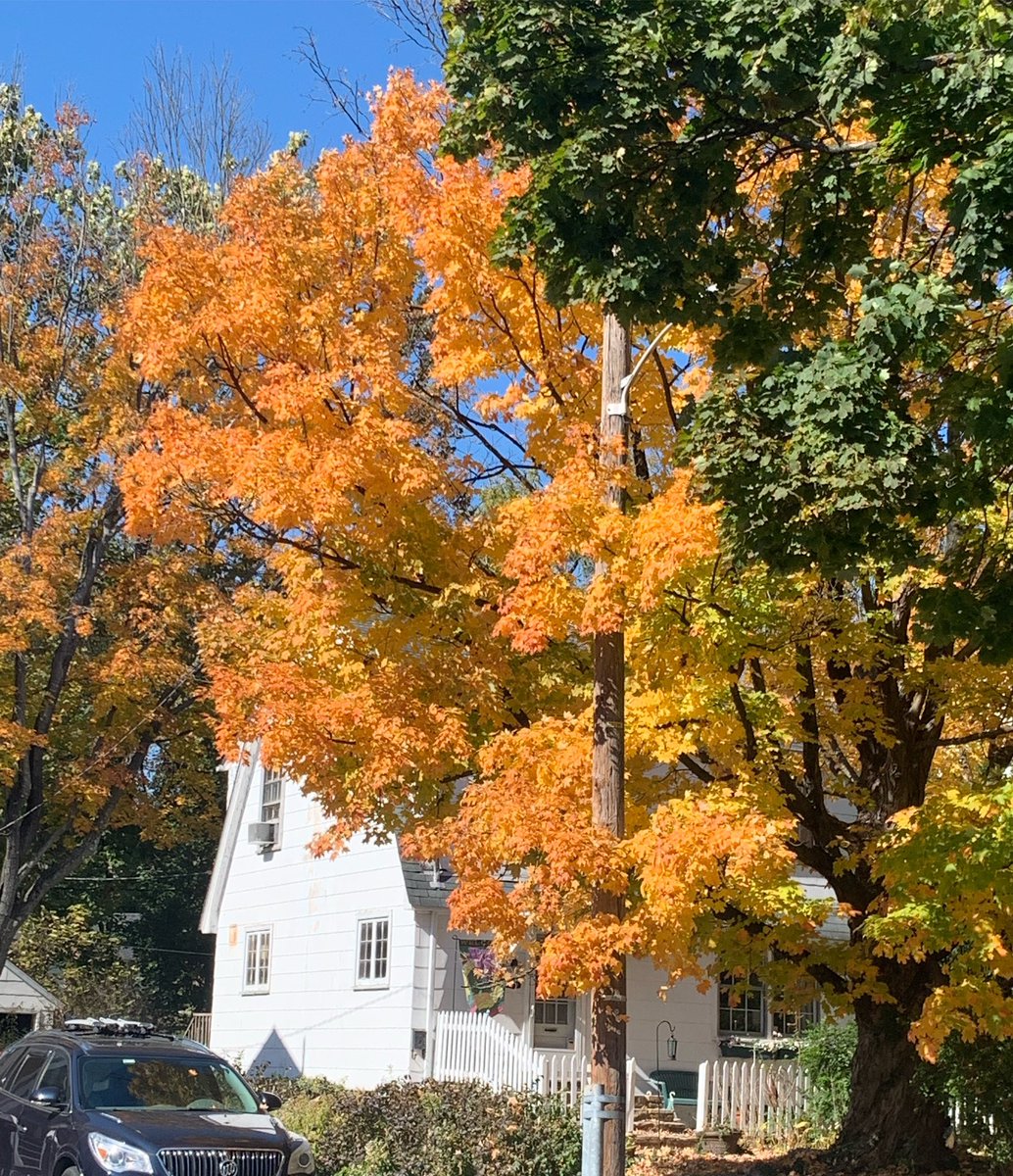 The Dalai Lama was once asked: what is it your favorite moment in your life?

He answered:“I think this moment.” 

Leaves changing so quickly &amp; rushing towards the peak foliage, I try to appreciate them before they all fall. I remind myself that this moment is the peak moment.