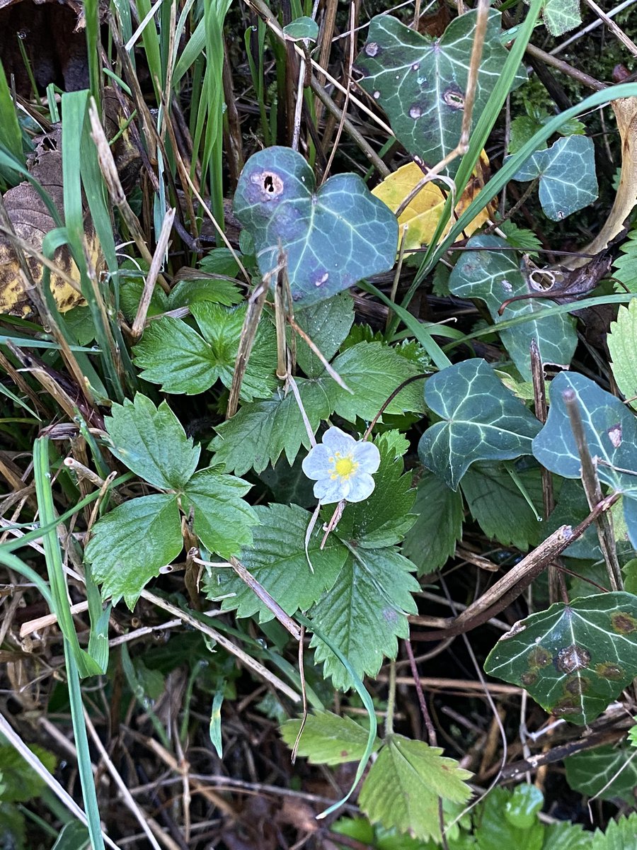 onemrsknowles's tweet photo. Our #climate is wrong. #nature is confused. This is a wild strawberry blossom on the 23rd October #toowarm #makeachangenow #wecanallmakeadifference https://t.co/PKnEp5MEci