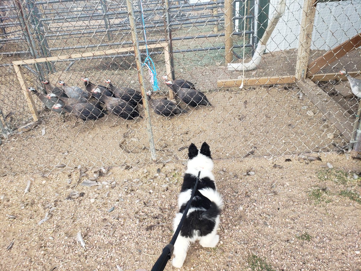 Today the guineas are upset because the puppy is staring at them. #romanceauthorlife #guineafowl #whychooseauthor