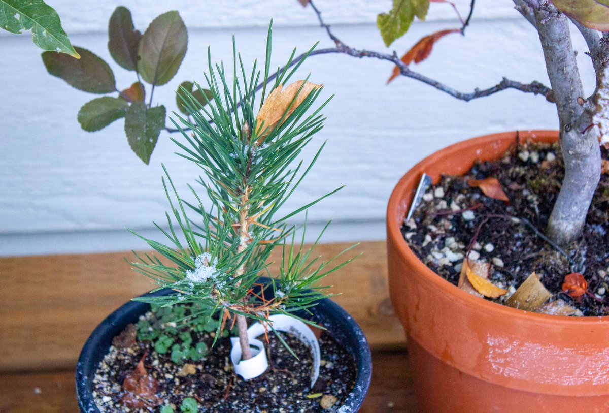 The Japanese Black Pine saplings have been doing well. The crabapple has been providing a little shade and protection from the first snow.