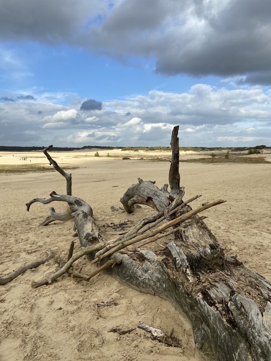 #loonseendrunnenseduinen wat een prachtige plek om te zijn #zon #herfst