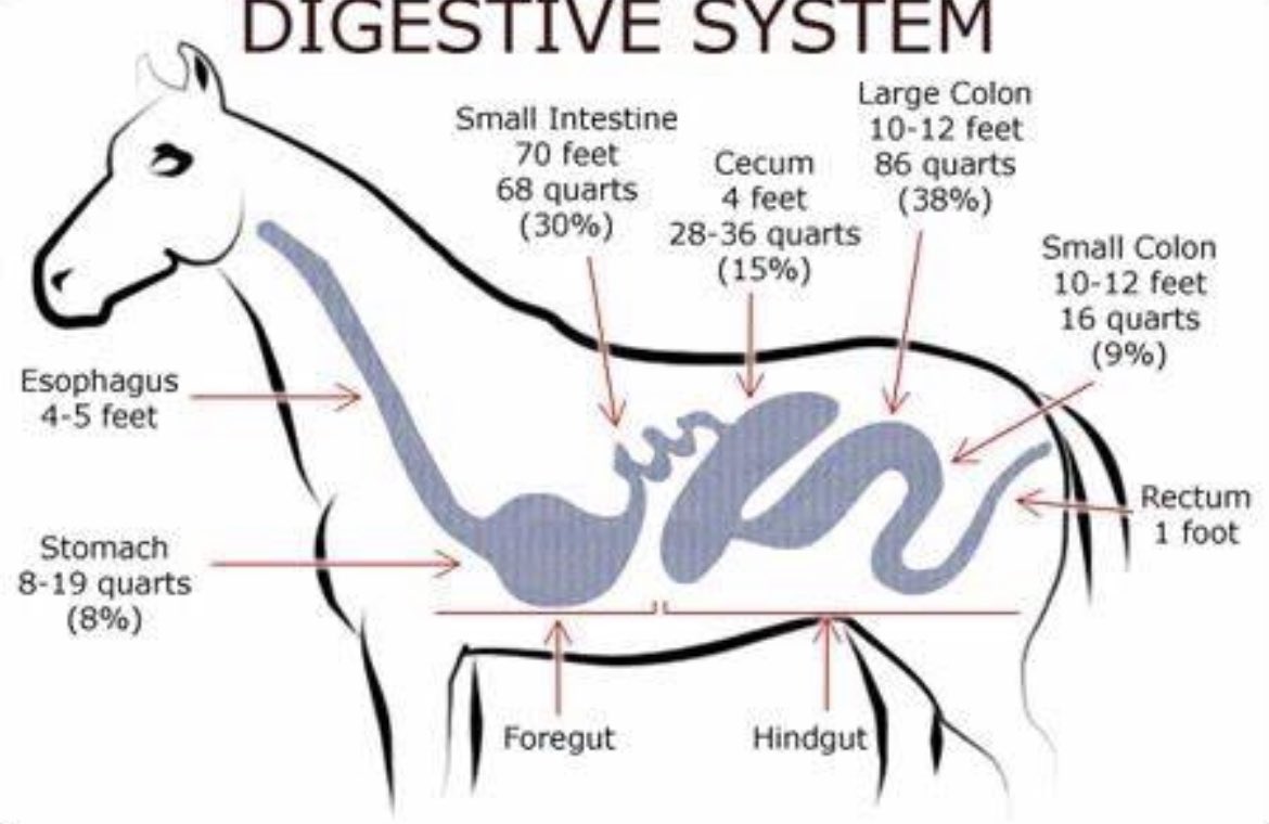 How Do Horses Digest Protein at Kermit Hawley blog