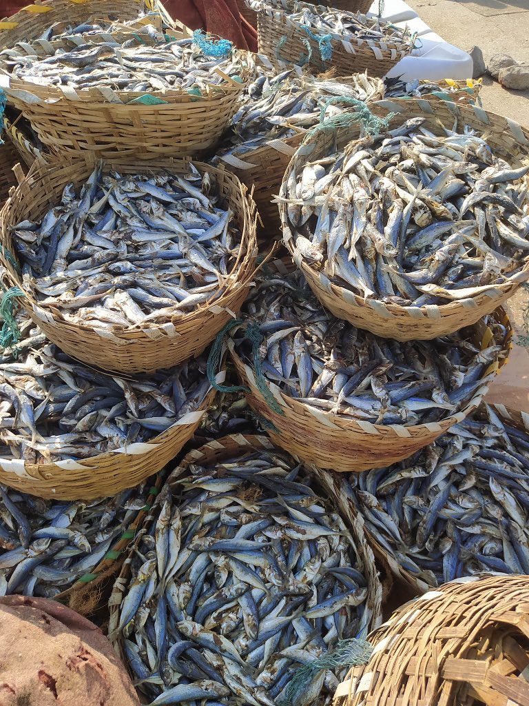 TheLocavoreIn's tweet image. While India has had a rich &amp;amp; diverse culture around cooking dried fish, it hasn’t been celebrated. This is partly to do with the fact that the history of cooking dried fish is fraught with struggles around the larger politics of identity, belonging, smell &amp;amp; survival.

#DriedFish