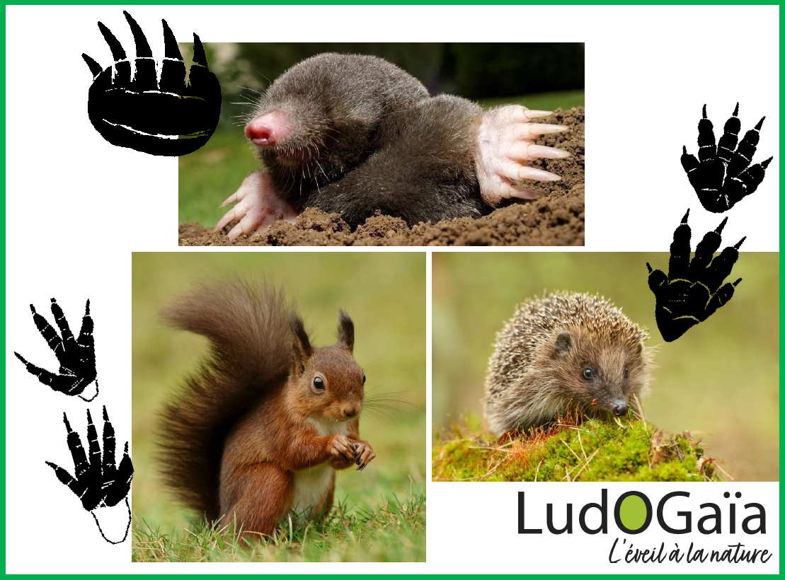 [#VacancesDAutomne]: demain lundi 24 octobre, ateliers "Traces et indices de présence animale" avec Magali Pivot, animatrice nature !
--> bit.ly/3Tumdpy
#sortie #famille #nature #AuvergneRhôneAlpes #Isère #Lyon #BalconsDuDauphiné