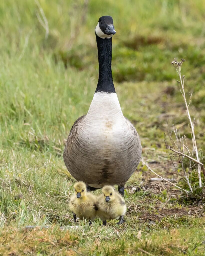 Walking the kids to school? - Don't know why this shot of a Canada Goose with it's 2 chicks reminded me of that, but for some reason it did.

#canadagoose #your_best_birds #wildbirds #1birdshot #birds_private 
#bestbirdshots #birdphotography #wildlifepho… instagr.am/p/CkED_n1KMGm/