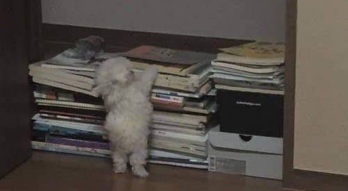 ThisisOshaz_'s tweet photo. Me with the amount of syllabus I have to cover: https://t.co/vt3o9JYjao