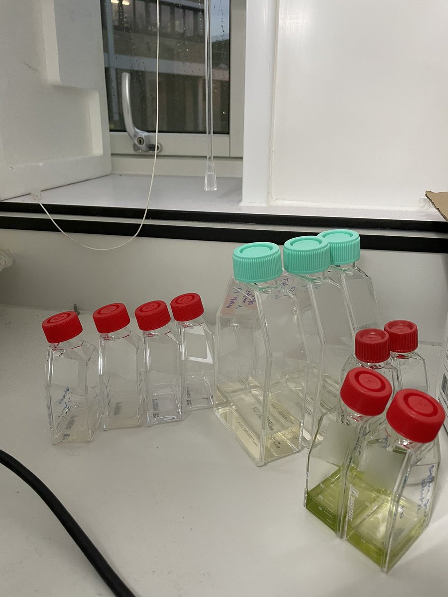 ADTsaousis's tweet photo. Late evening in the @TsaousisLab to take care of my #protists pets in preparation for the #protistology practical that I am organizing for our @biokent #biology students! #AcademicTwitter #weekendwork #AcademicWeekend https://t.co/qXX2ZezB1y