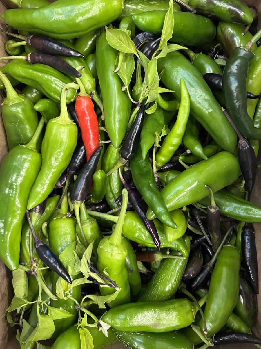 operationecopen's tweet photo. Did you know green beans can be yellow or purple? 🟡🙂🟣 End of season harvest of 50 lbs tomato, eggplant, peppers, beans, &amp; beets last month for @FTNDurham 👨‍🌾We love the work @FTNDurham does for our community! https://t.co/8Ilo5yy8Dz