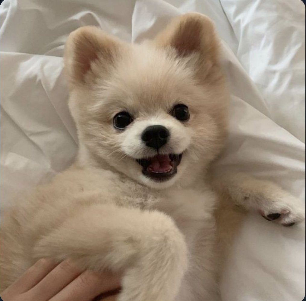 pasteldefresa__'s tweet image. MI VIDA❤️