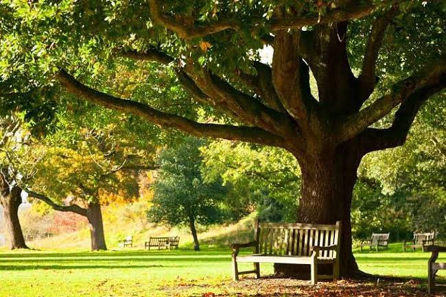Nas_kate1's tweet photo. 🌴A THREAD 🧵 ON FACTS &amp; HOW TREES HELP SAVE THE ENVIRONMENT 🌳

#EvmosOrg #Nature #EVMOS #COSMOS #NFTs  $ATOM $Tori $Rebus https://t.co/kp72EfVPBd