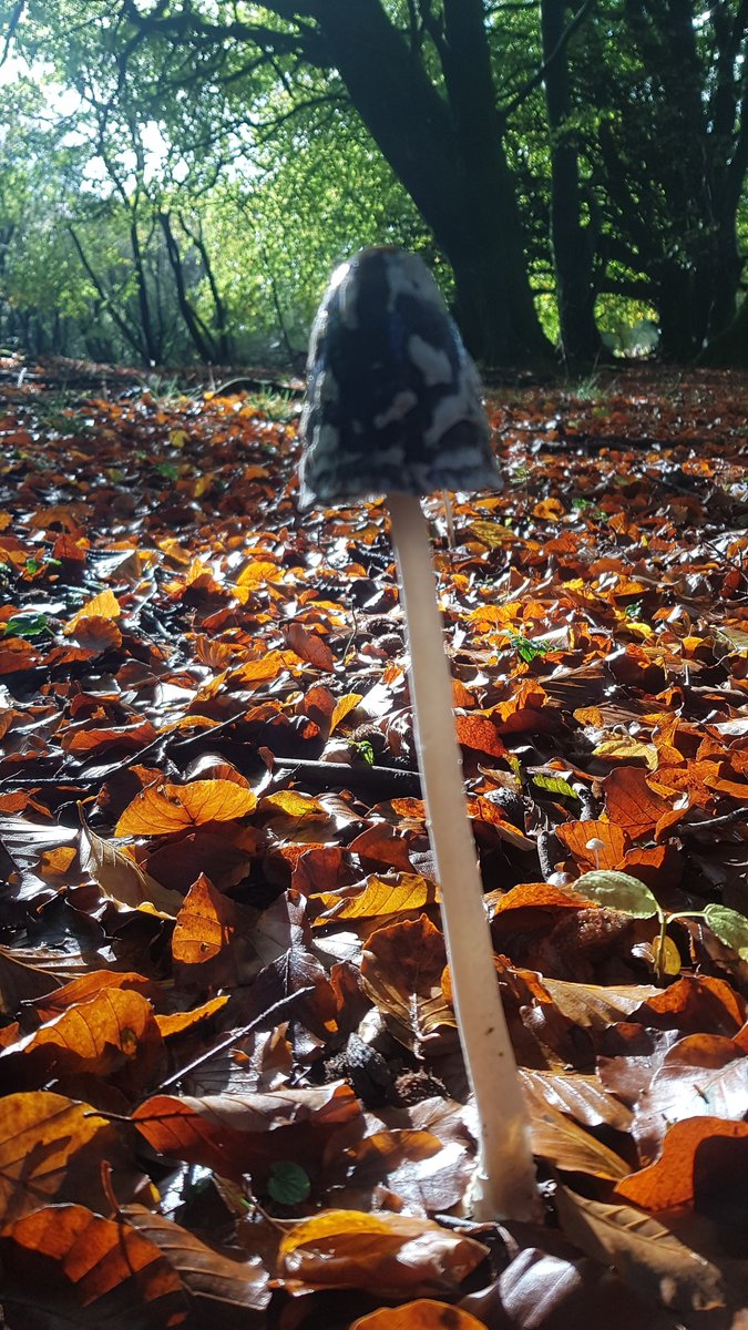 Amazing fungi out on the Machen race route today - hoep the weather stays autumnal so they are around for raceday