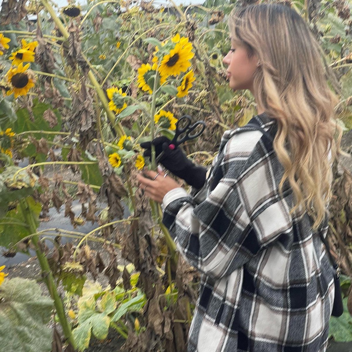 prrrrrrreciosa's tweet photo. haven’t posted myself here lately, but I’ve been happy and blooming🌻 https://t.co/hNRZASJjQM
