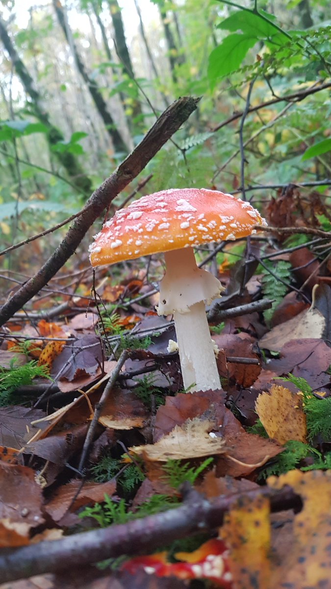 There were loads of Fly Agarics - no pixies sitting on them though ;-)