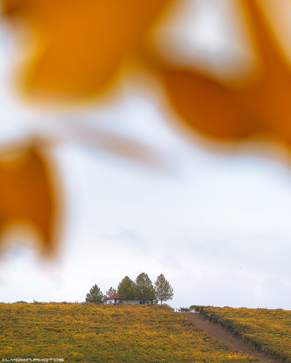 Lyokin_com's tweet photo. Şamaxının üzüm bağlarında #payız🍂🍁
Nə qədər işimizlə məşğul olsaq da, payız yenə də keçən ildən daha gözəl gələcək.
Sadəcə olaraq bundan həzz almaq üçün vaxt tapmalıyıq
Şamaxı bu gün #Azerbaijan #fall https://t.co/l1jnd54TwB