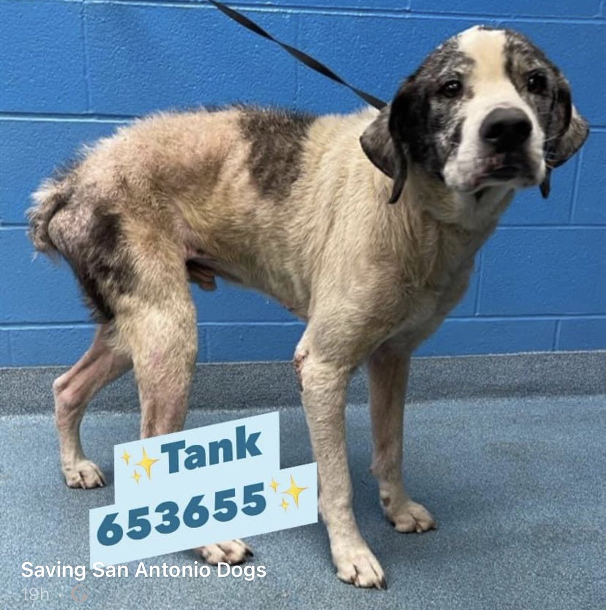 BearyHappy04's tweet photo. ‼️TANK (653655) NEEDS YOU‼️
Pls Retweet & pledge if you can to help find his rescue or FOSTER/ADOPTION HERO 🆘🙏🐾
Video & more notes/📸 above👆
#Dogsoftwitter #animals #USA #Texas #Houston https://t.co/vkNgmtCZdU