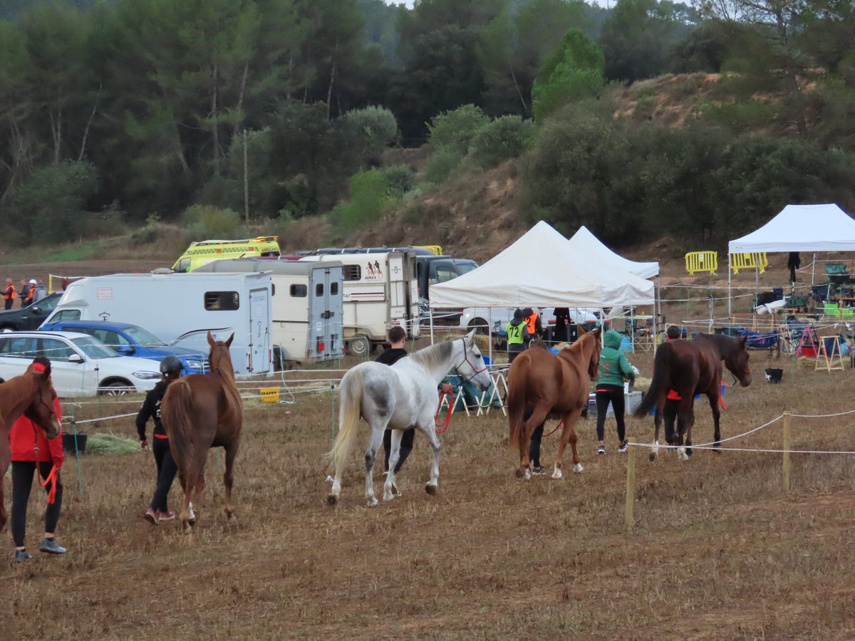 FestaTraginers's tweet photo. Mira totes les fotografies del X Raid Hípic de Balsareny, celebrat ahir a la nostra web:
https://t.co/c7hLD8z1ul
Resultats de classificació a: https://t.co/perWGQV5IL
#raid #raidhipic #traginers22 #Balsareny #cavalls #rutadelesmules https://t.co/ambzwGvvYw