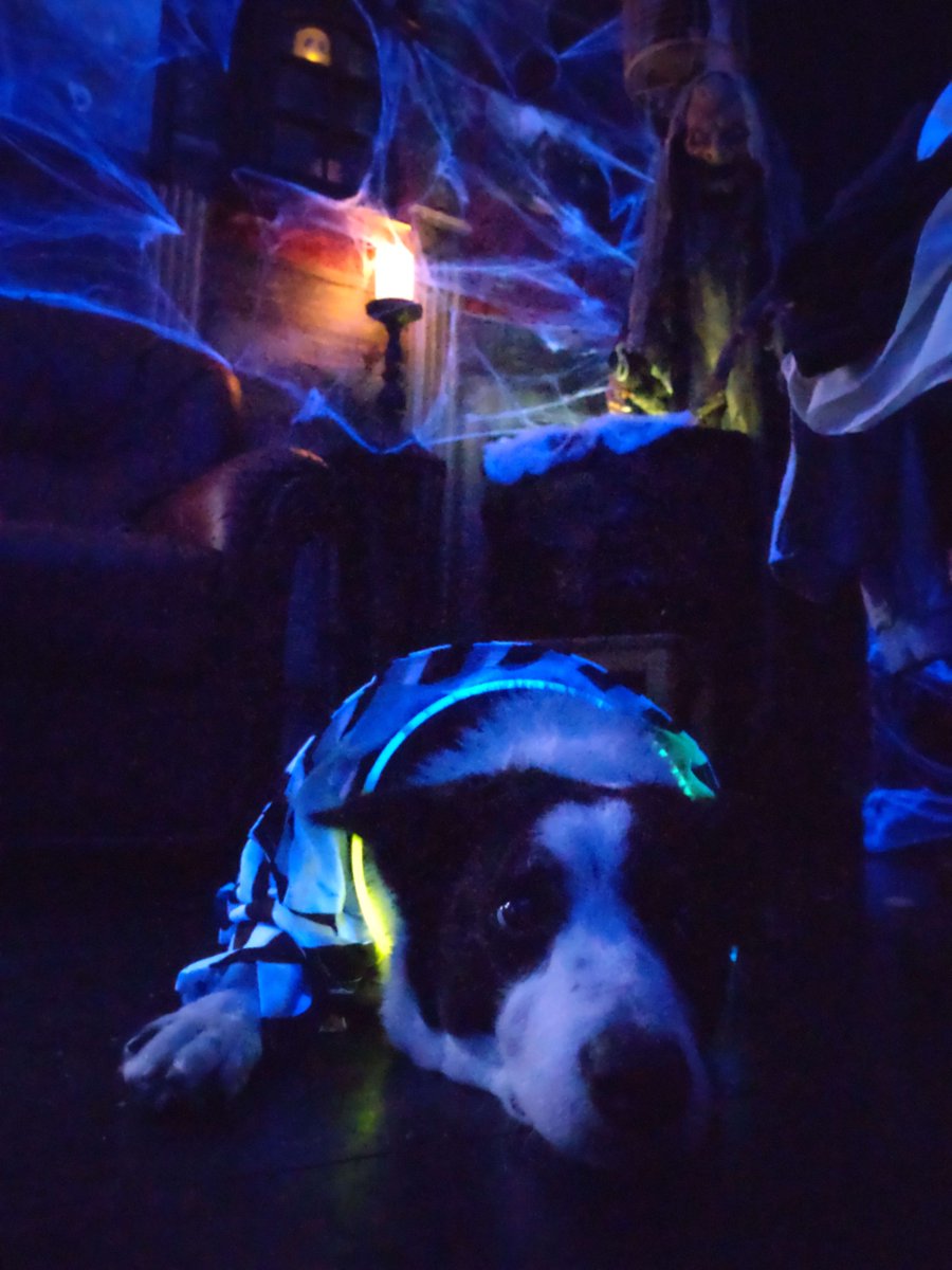 JimmyCarter_UK's tweet photo. Some photos from last nights Halloween Party! https://t.co/GRf4BnlVBM