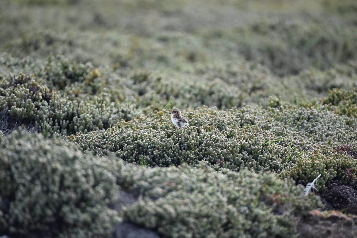 kelper60's tweet photo. #twobandedplover #chick among the #diddledee #wildlifephotographer #photo #falklandislands https://t.co/ixKr1JXmip