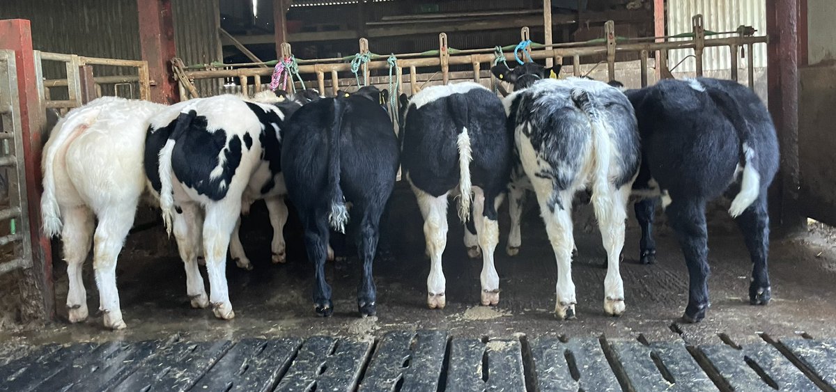 Calf shows prep started today🛁