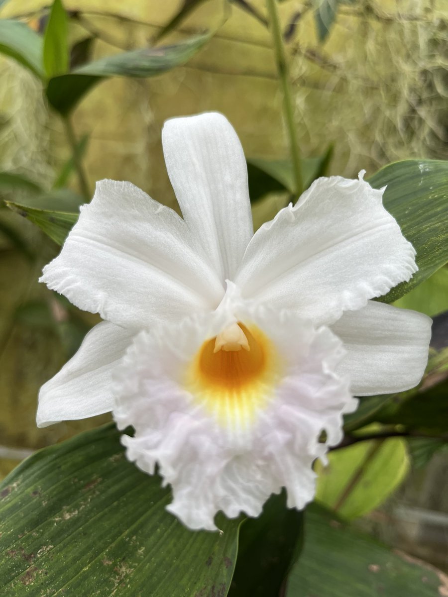 #happy #SobraliaSunday #wish all #beautiful #orchid #flowers #bloom in #peace and #love