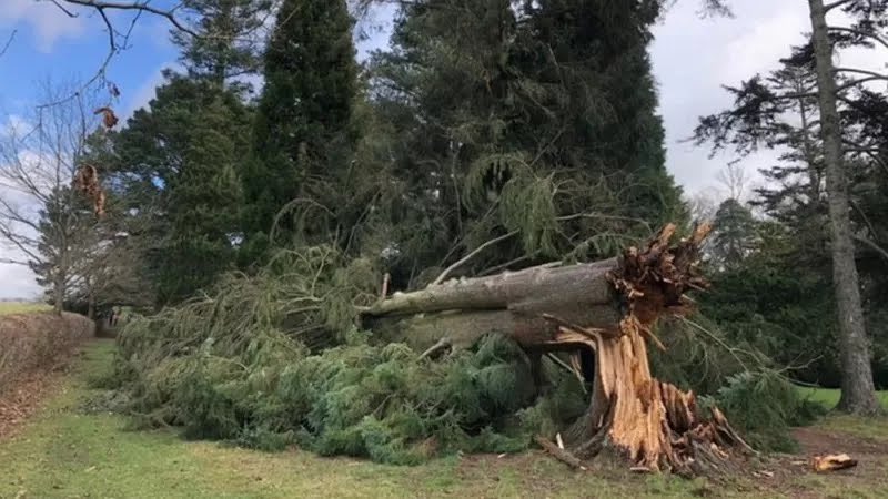 pro_mdx's tweet image. We hope your all staying safe during these high winds! If you need any emergency tree work carried out we are available during and outside office areas. #TreeCare #EmergencyTreeWork #TreeCare #TreeWork #arborists